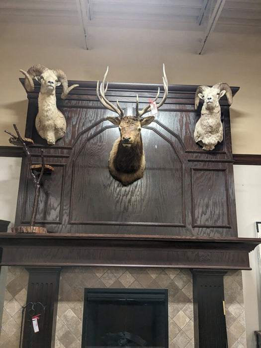 Large Elk Mount