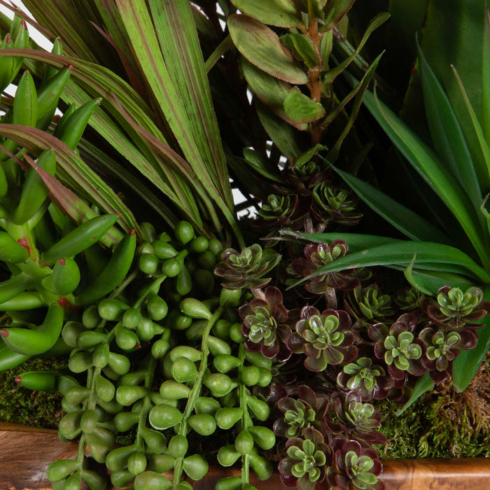 Salar - Succulents In Teak Bowl - Light Brown