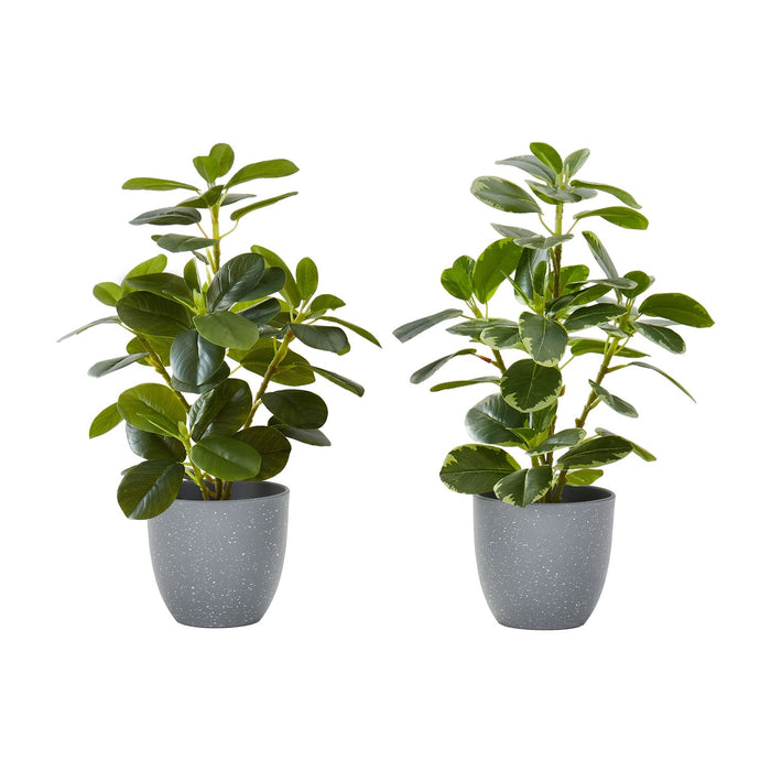 Artificial Ficus Elastica Plant (Set of 2)