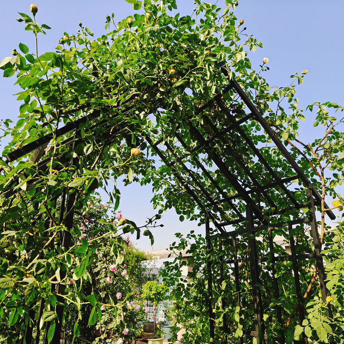Garden Arch With Adjustable Width Climbing Plants Support - Black