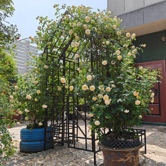 Garden Arch With Gate Climbing Plants Support Outdoor - Black