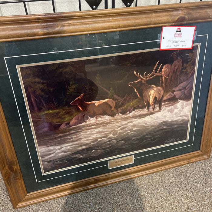 Elk "Like Herding Cats" (BMK)