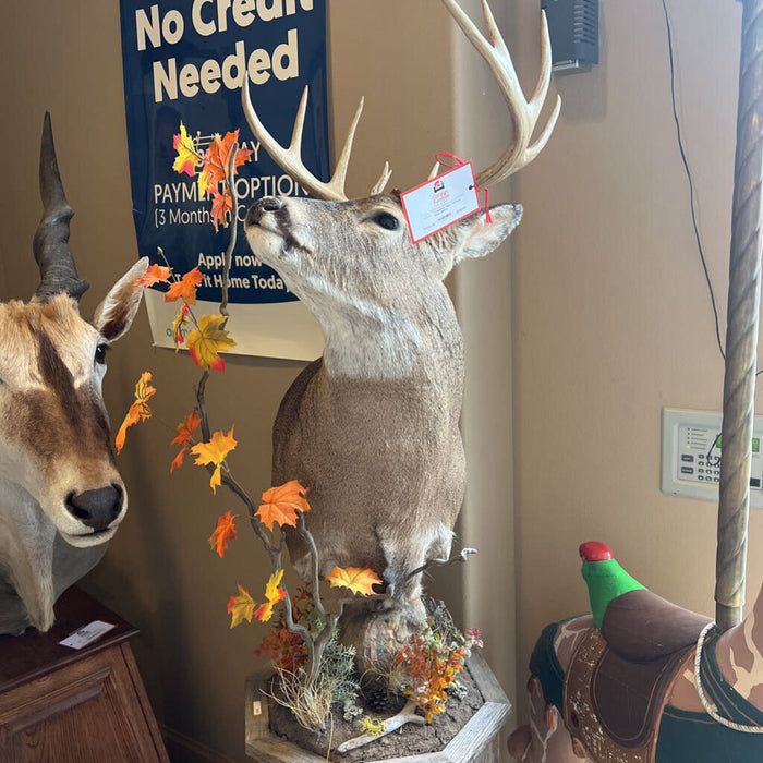 White Tail Buck Mount (BBKH)