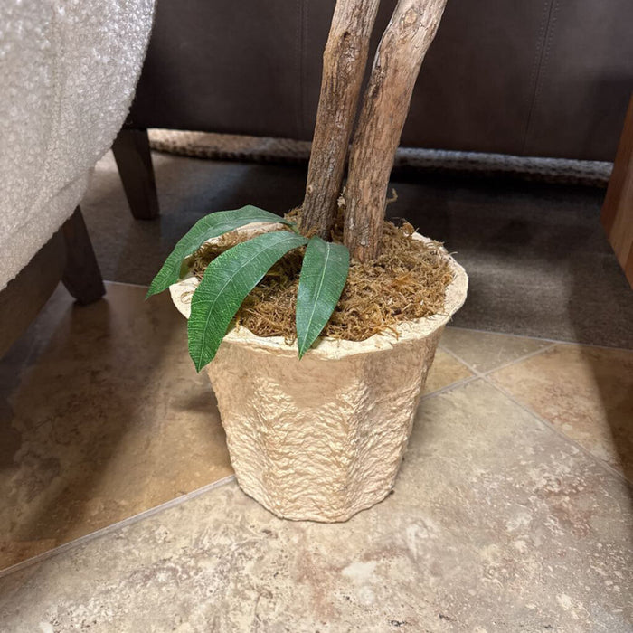 Sm Long Leaf Tree (AS)