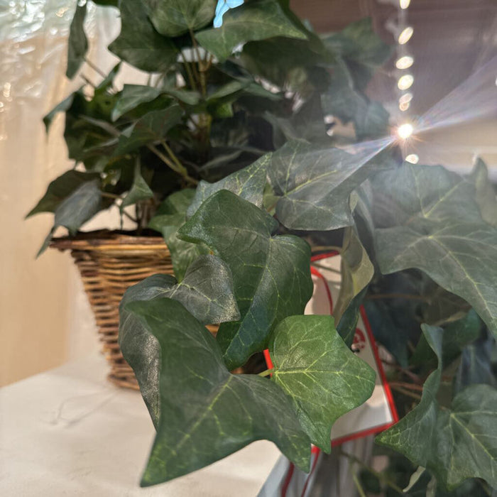 Rectangular wicker plant (BL)