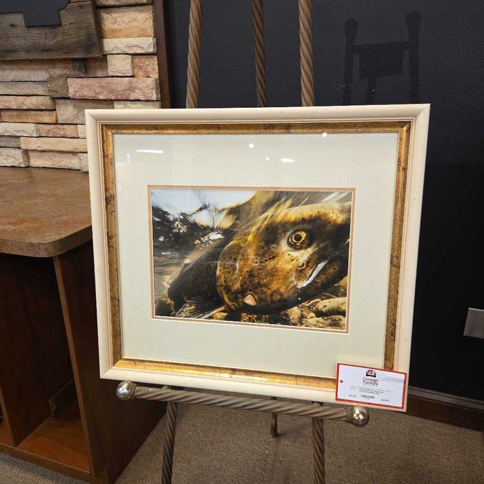 Up Close Fish Framed Artwork (AH)