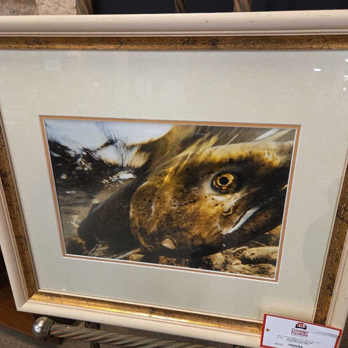 Up Close Fish Framed Artwork (AH)