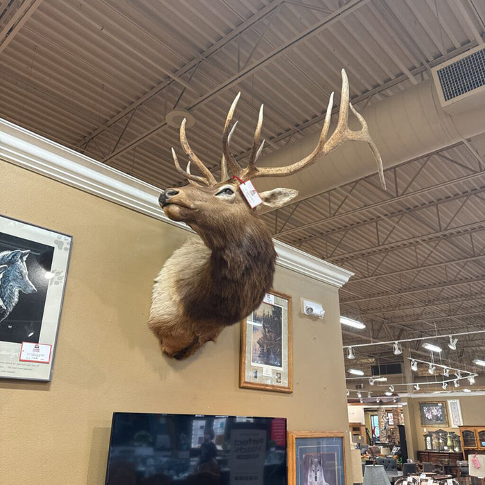Large Elk Mount (BKHH)