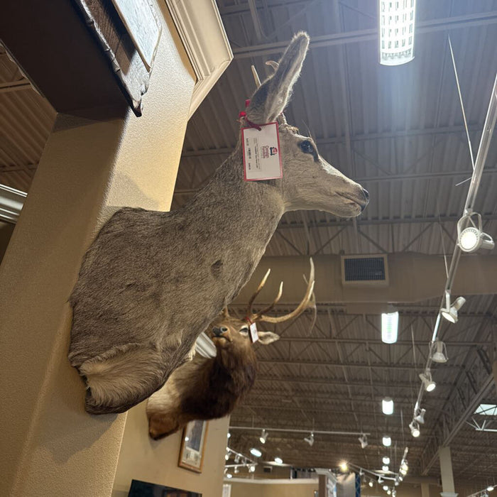 Buck Mount (LSH)