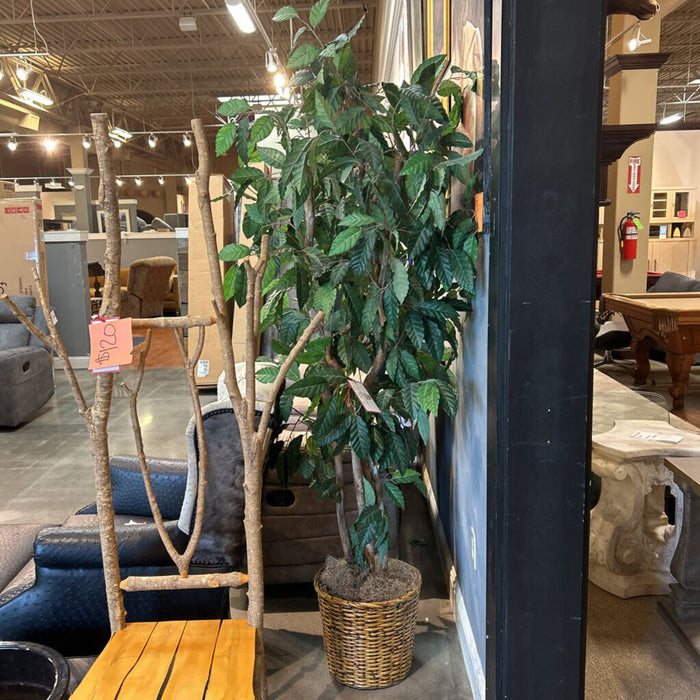 Small Tree + Wicker Basket (TI)