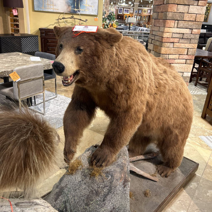 Black Bear W/ Bee Hive And Porcupine (CTHH)