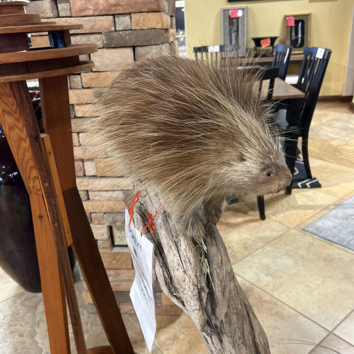 Black Bear W/ Bee Hive And Porcupine (CTHH)