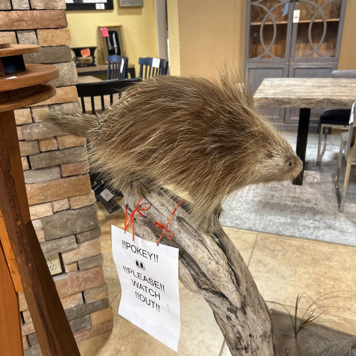 Black Bear W/ Bee Hive And Porcupine (CTHH)