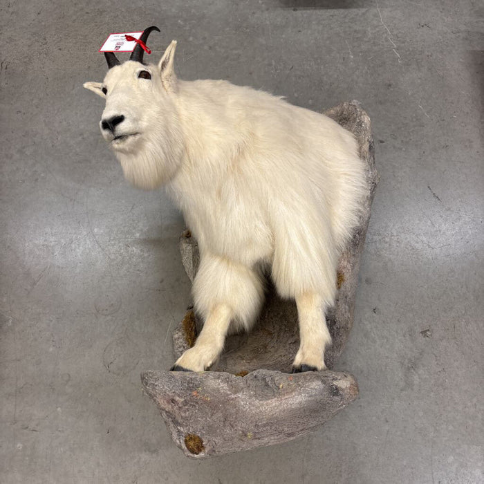 Mountain Goat Mount (TAKH)