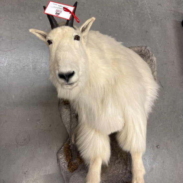 Mountain Goat Mount (TAKH)