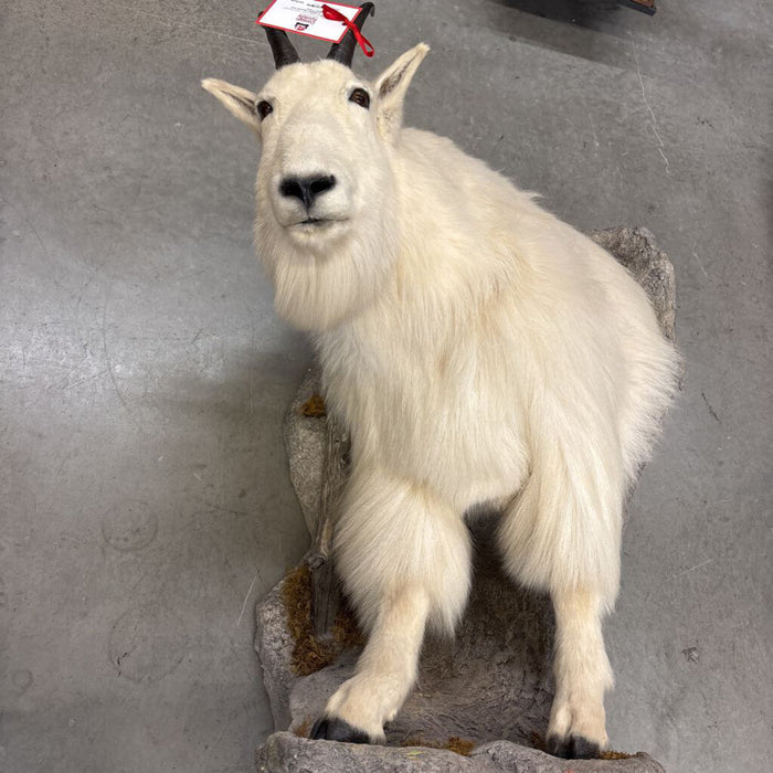 Mountain Goat Mount (TAKH)