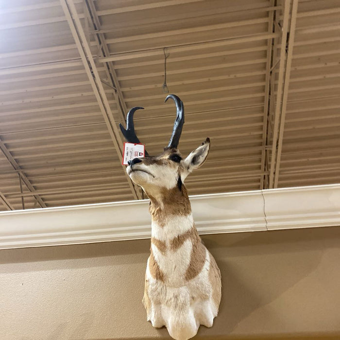 Antelope Mount (BAH)