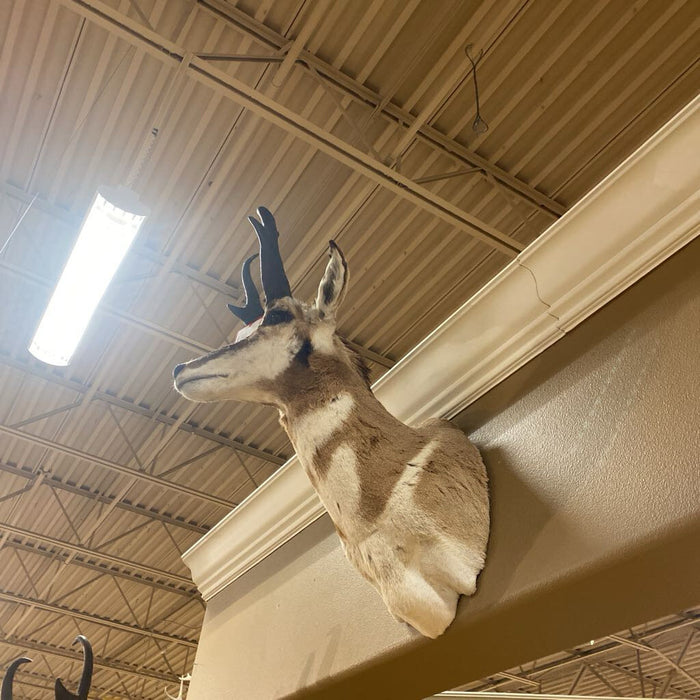 Antelope Mount (BAH)