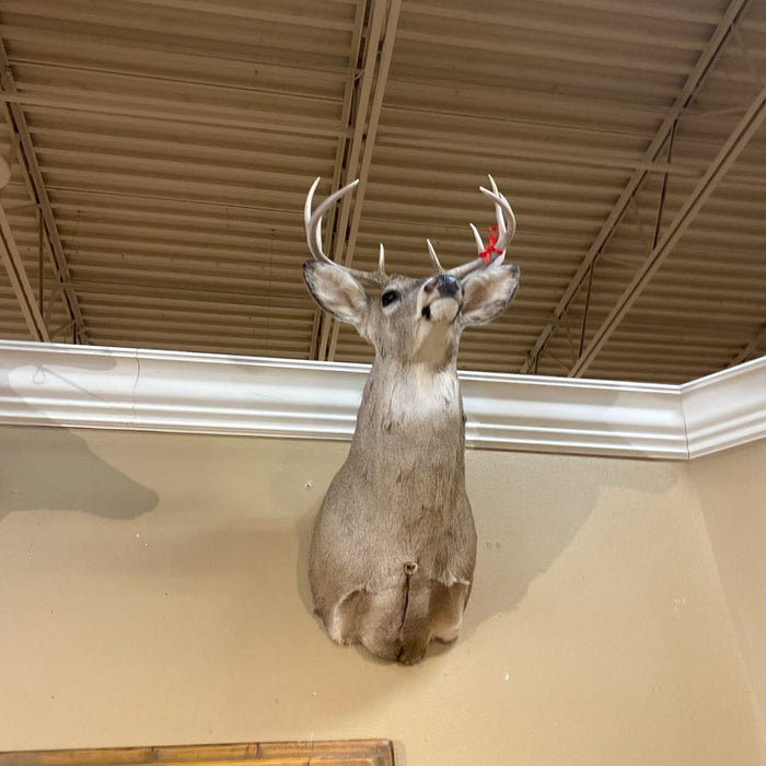 Whitetail Mount (BAH)
