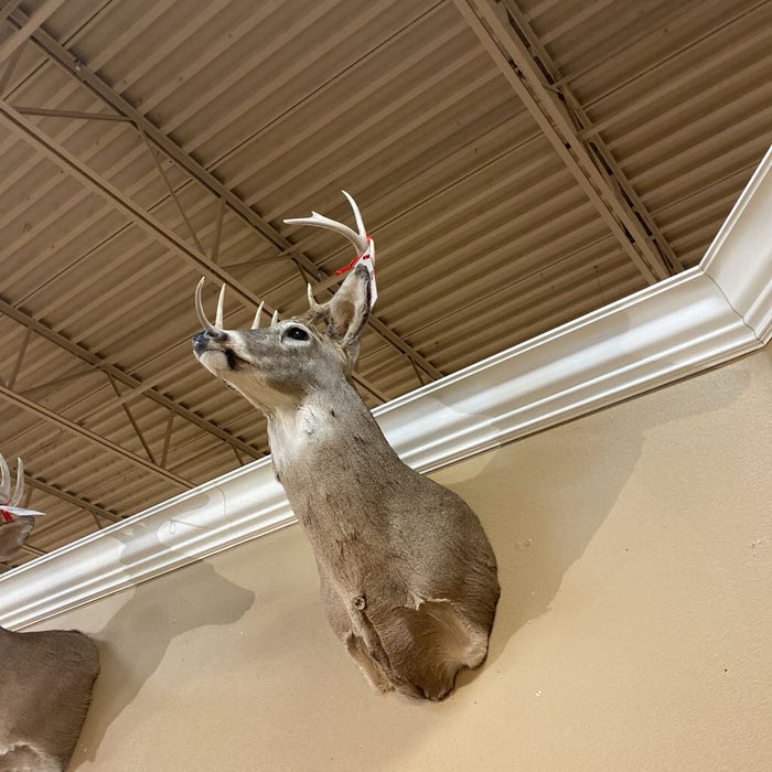 Whitetail Mount (BAH)