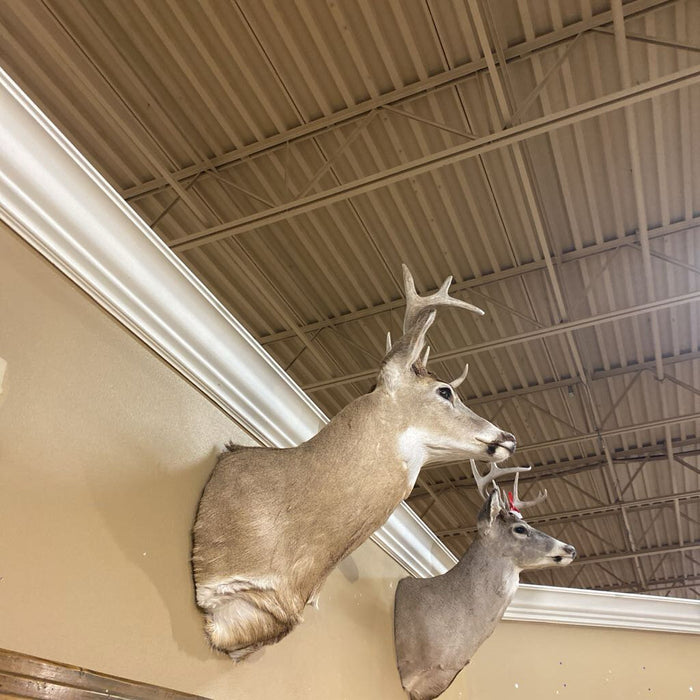 Whitetail Mount (BAH)