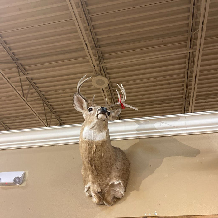 Whitetail Mount (BAH)