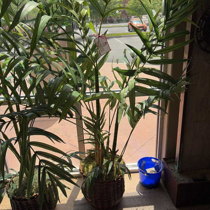 Faux Fern-Type Plant(SK)