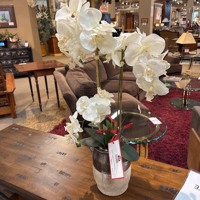 Orchid Flowers in Pot (AT)