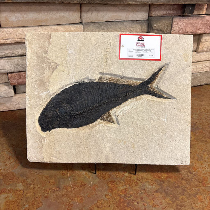 Diplomystus Fish Fossel + Metal Stand (KL)