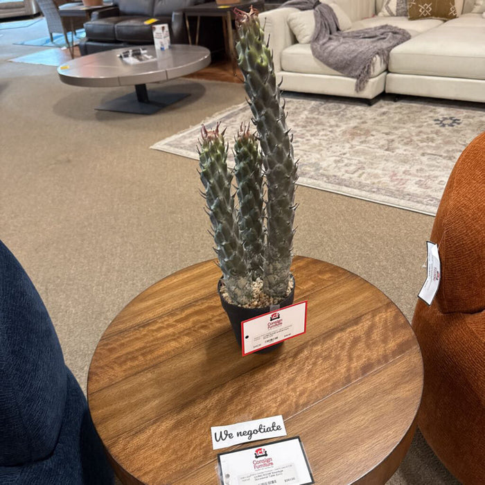 Artificial Cacti Decor (LS)