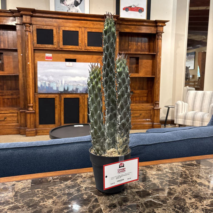 Artificial Cacti Decor (LS)