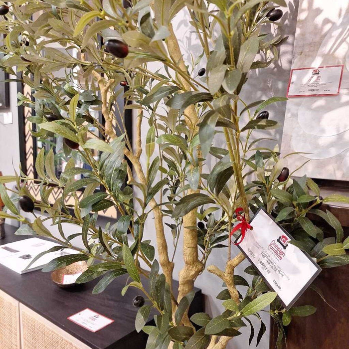 OLIVE TREE (ABK)