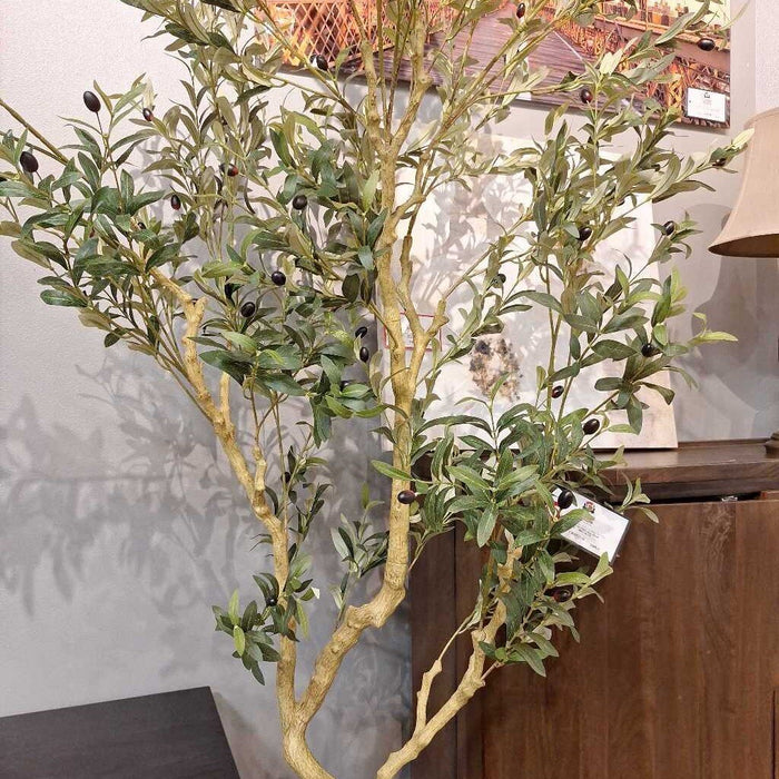 OLIVE TREE (ABK)
