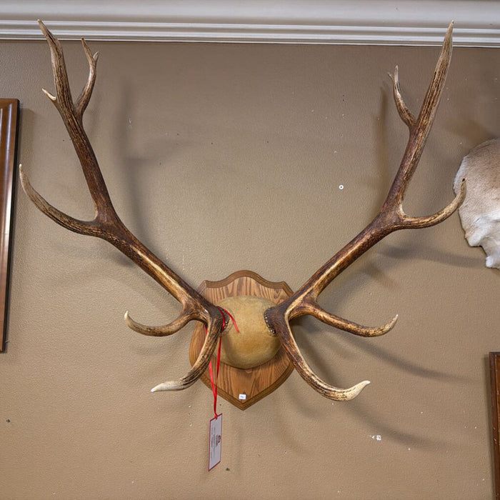 Elk Antler Mount(BTK)