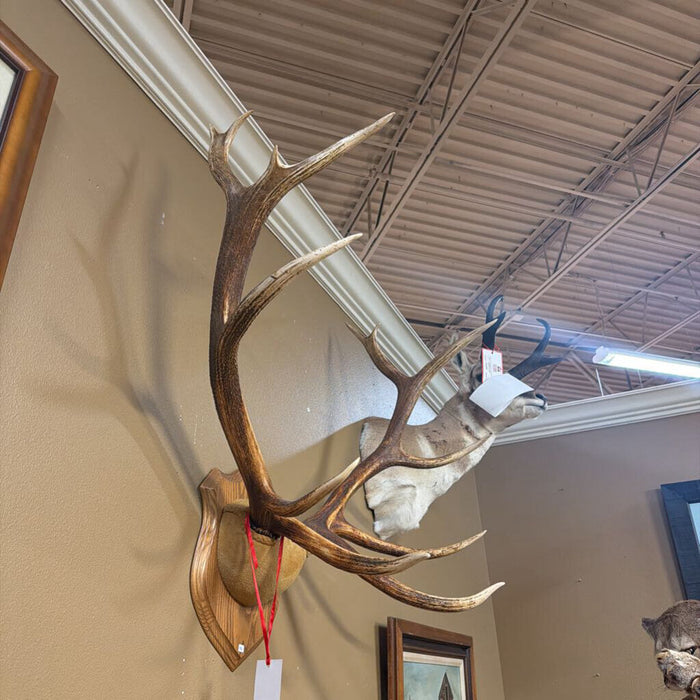 Elk Antler Mount(BTK)