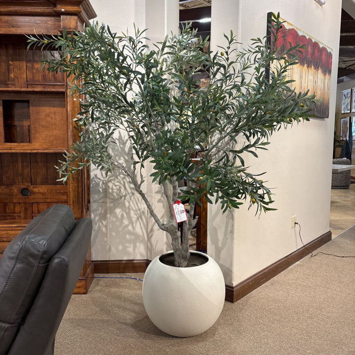 Large Olive Tree in Pot (AHH)