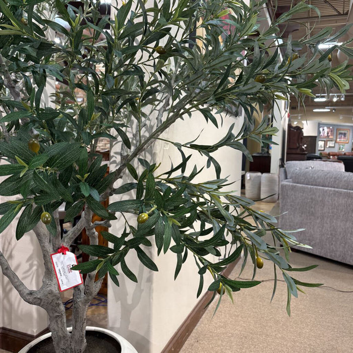 Large Olive Tree in Pot (AHH)