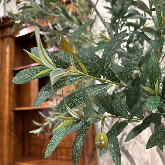 Large Olive Tree in Pot (AHH)
