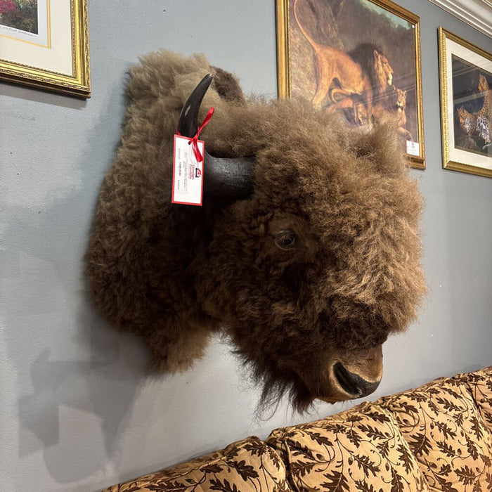 Bison Bull Mount (BTKH)