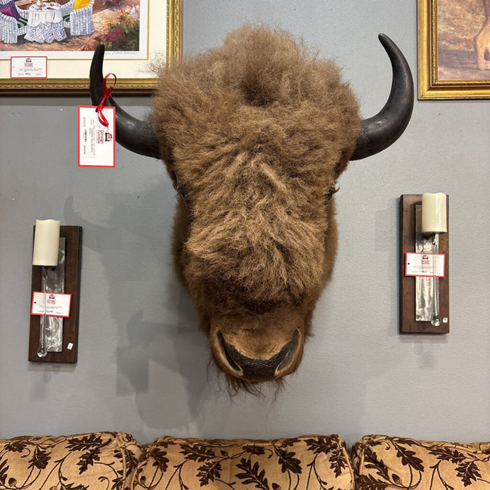 Bison Bull Mount (BTKH)