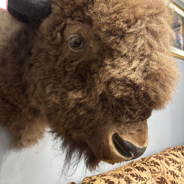 Bison Bull Mount (BTKH)