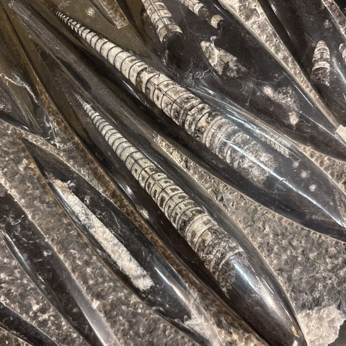 Fossilized Orthoceras Piece(ATH)