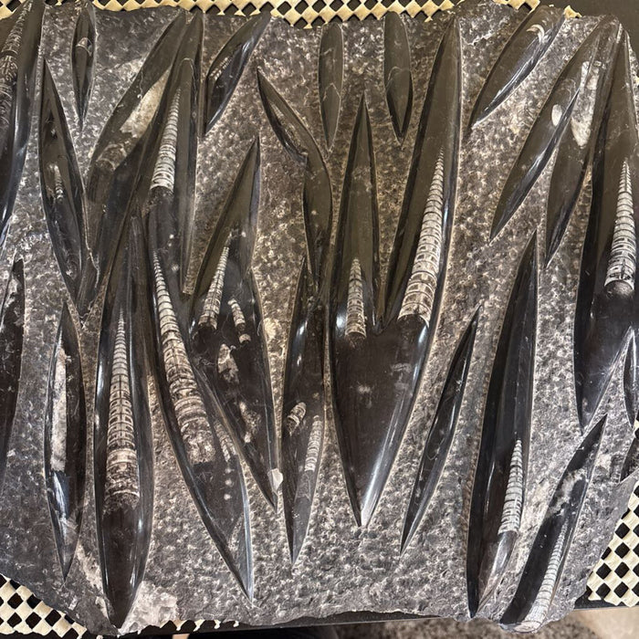 Fossilized Orthoceras Piece(ATH)