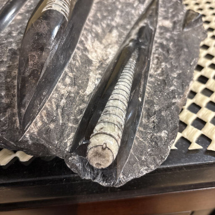 Fossilized Orthoceras Piece(ATH)