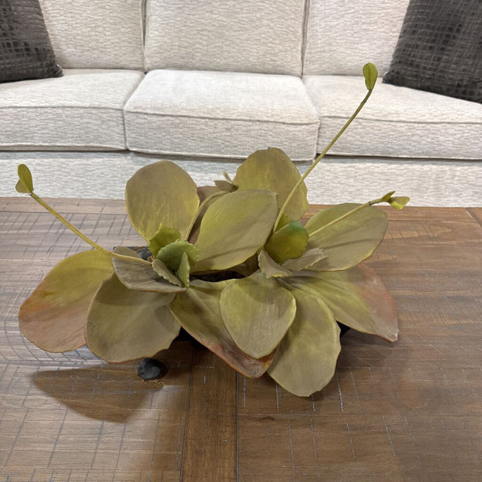Faux Succulent in Planter(KL)