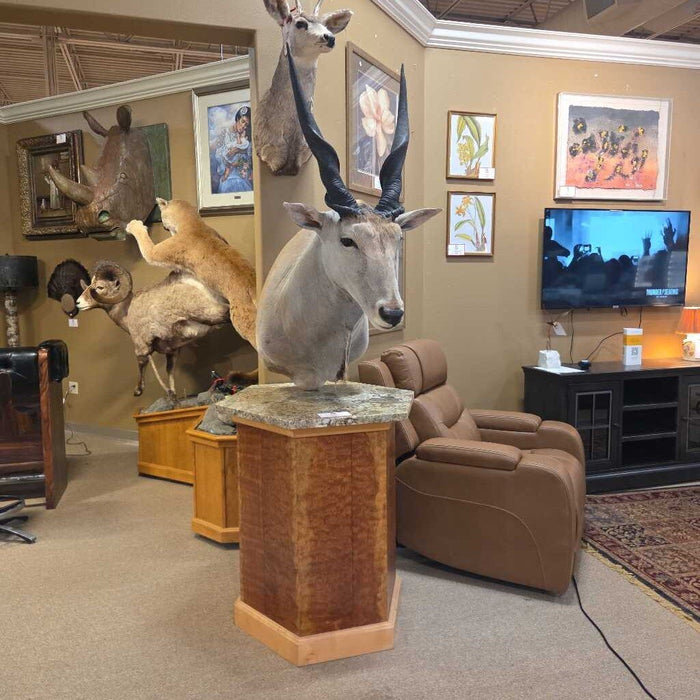 Eland Taxidermy (SHH)