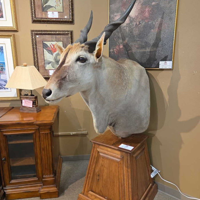 Eland Taxidermy (CHH)