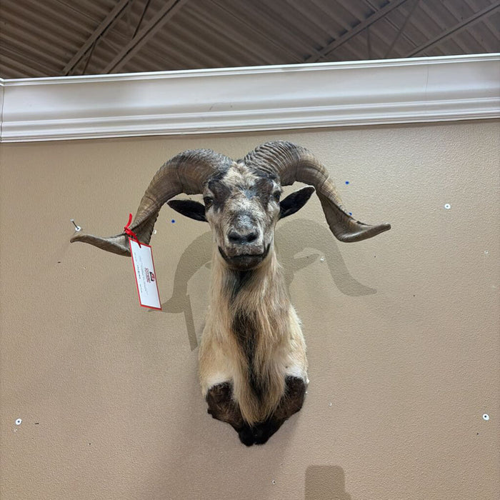 Ram Head(ALK)