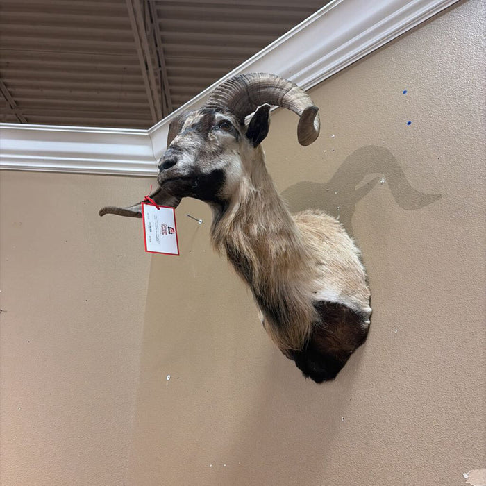 Ram Head(ALK)