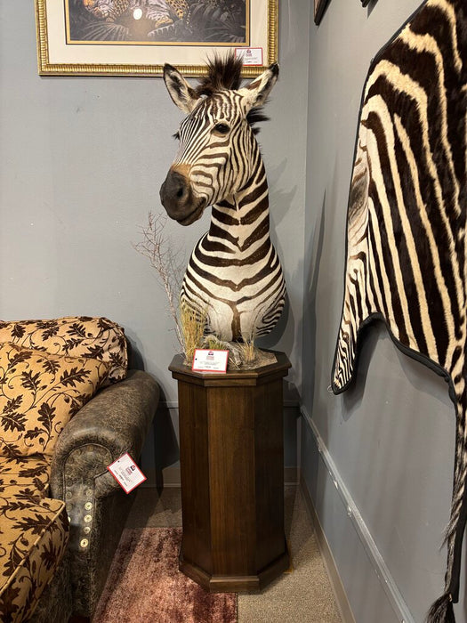 Zebra Mount w/ Pedestal/Hide Rug(BCKH)